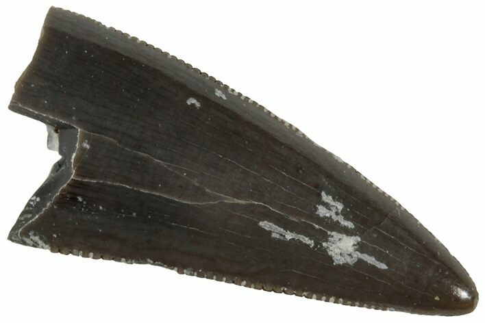 Serrated, Triassic Reptile (Postosuchus?) Tooth - Arizona #231176